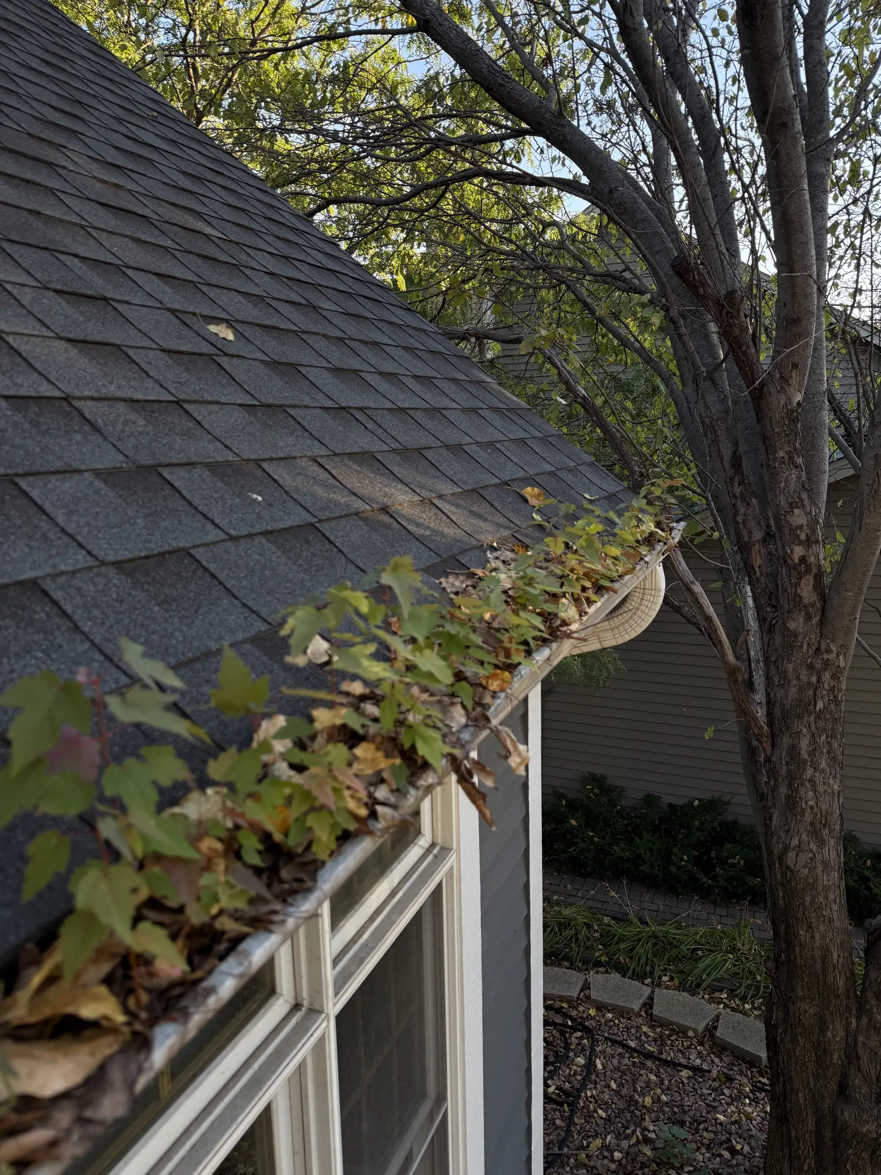 Before: a gutter overgrown with leaves and seedlings